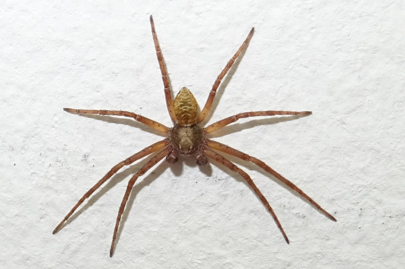 Philodromus sp.